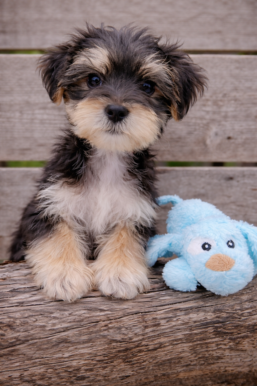Maltese Yorkshire Terrier puppy from a trusted breeder in Dallas, Texas