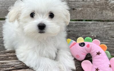 Wendy  – Maltese Puppy