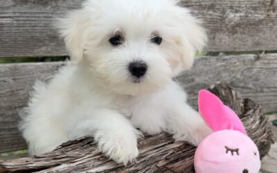 Addie – Maltese Puppy