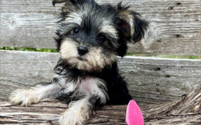 Peaches – Teacup Morkie Puppy