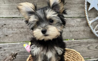 Coco – Teacup Morkie Puppy