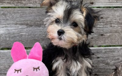Gidgit – Teacup Morkie Puppy
