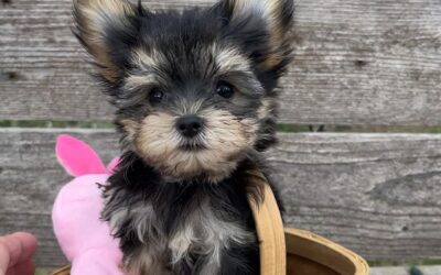 Gidgit – Teacup Morkie Puppy