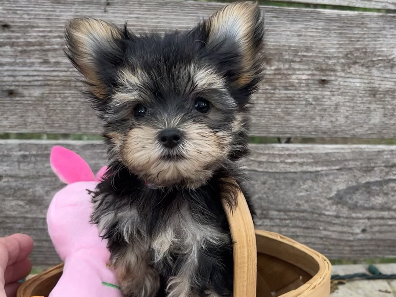Gidgit – Teacup Morkie Puppy