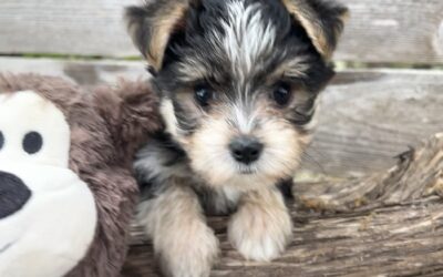 Wolfie – Morkie Puppy