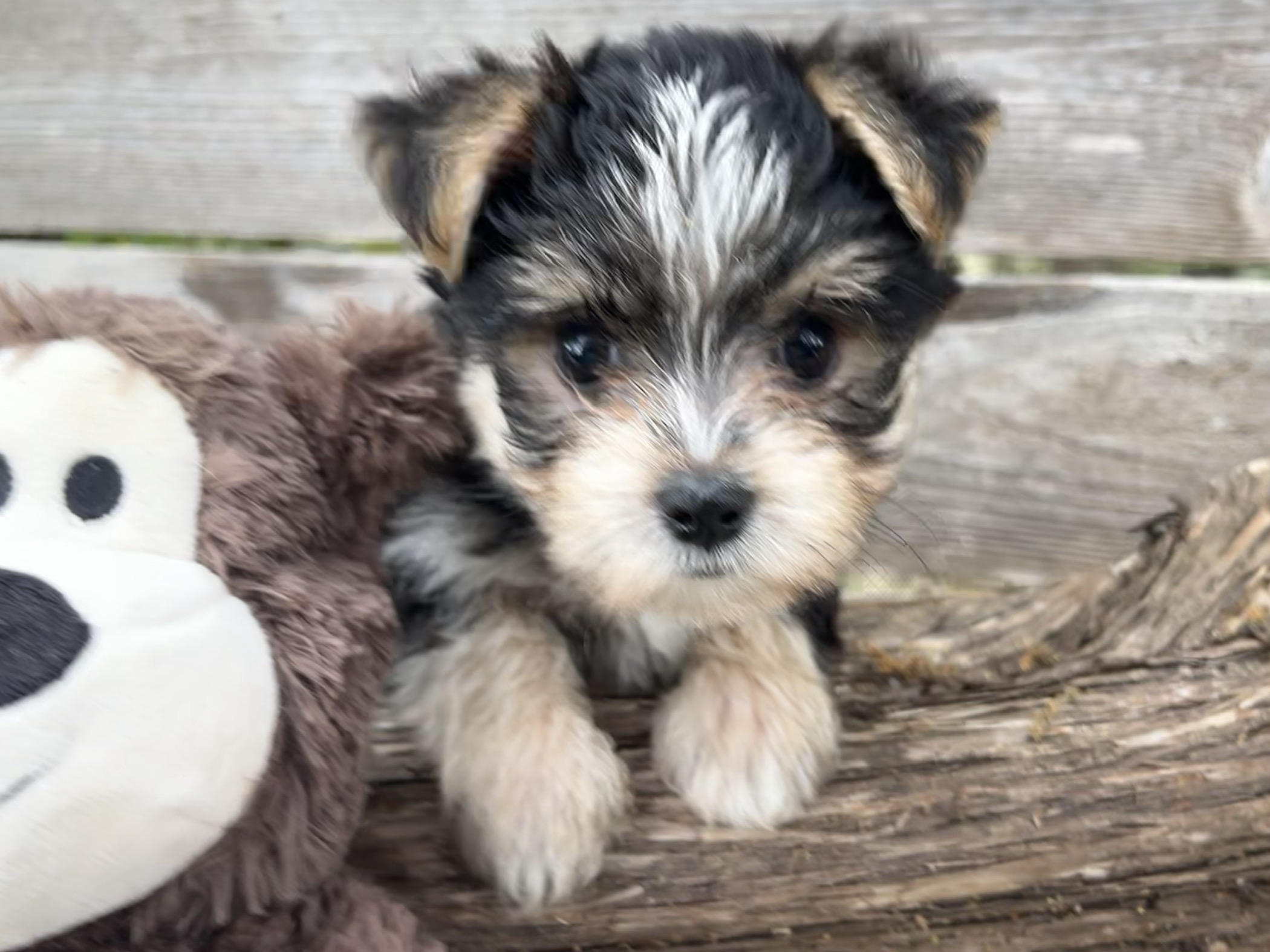 Wolfie – Morkie Puppy