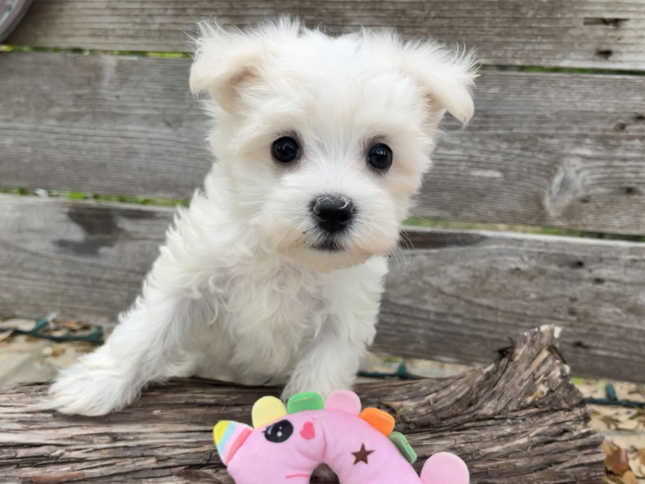 Mollie – Maltese Puppy