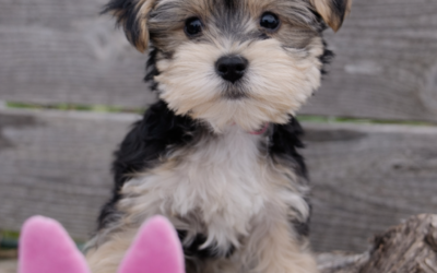 Bonnie – Morkie Puppy