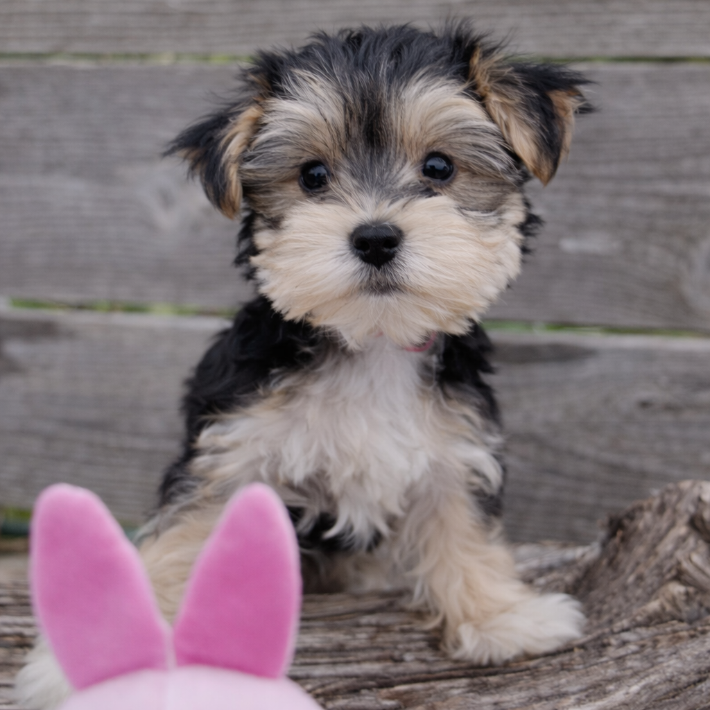 Bonnie – Morkie Puppy