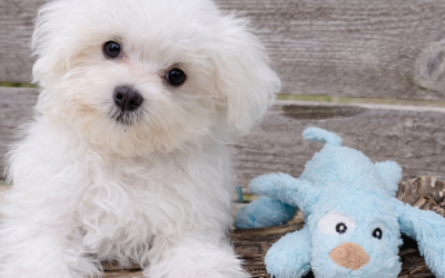 Champ – Maltese Puppy