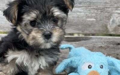 Yogi – Morkie Puppy