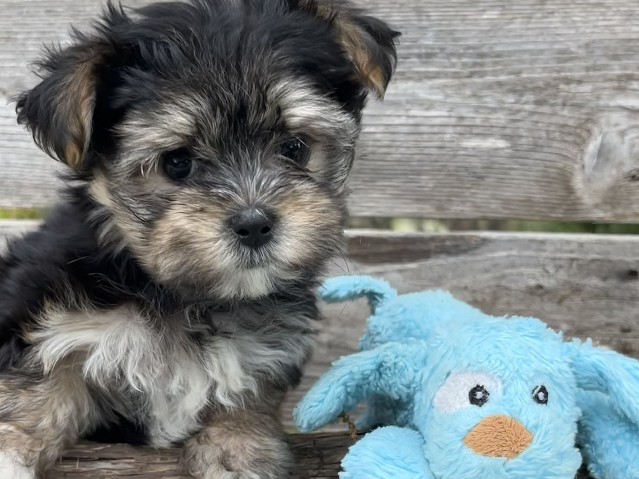 Yogi – Morkie Puppy