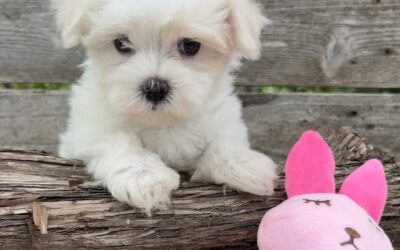 Addie – Maltese Puppy