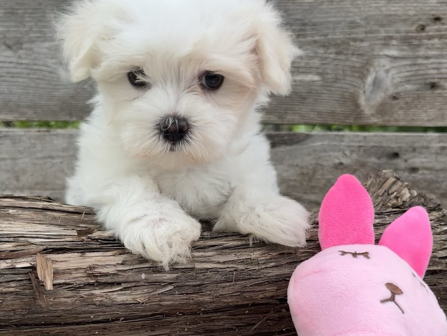 Addie – Maltese Puppy