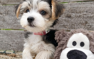 Wrigley – Morkie Puppy
