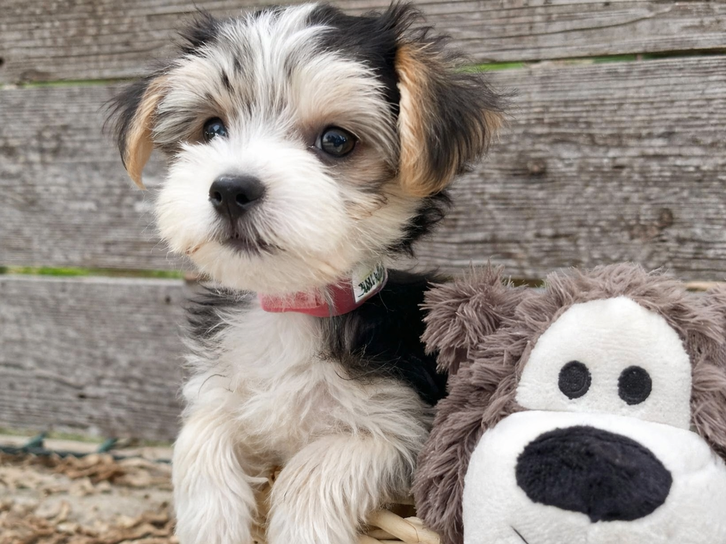 Wrigley – Morkie Puppy