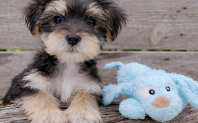 Toto – Morkie Puppy