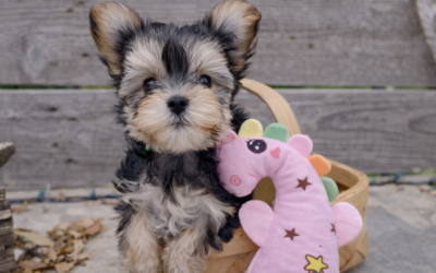 Coco – Teacup Morkie Puppy