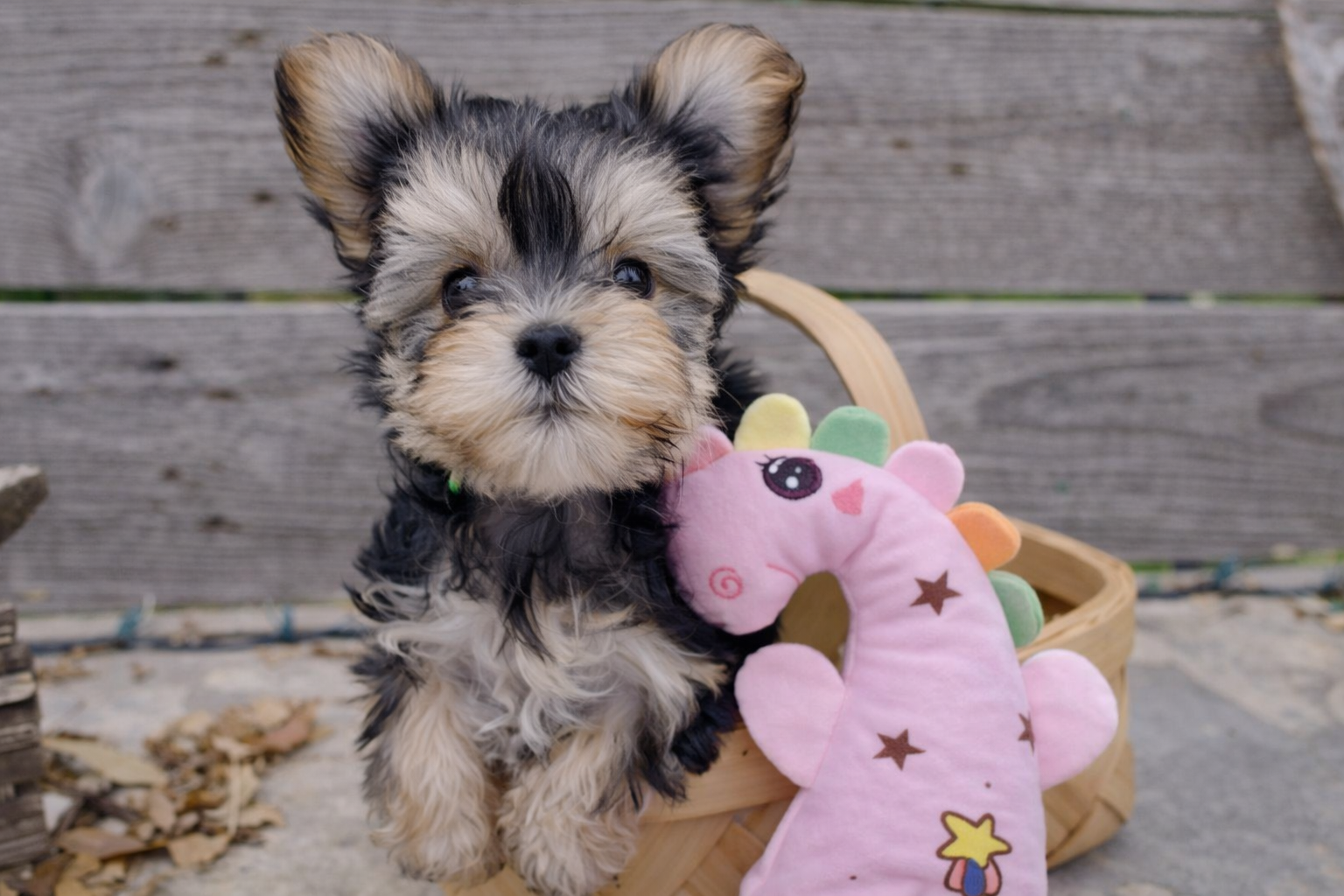 Coco – Teacup Morkie Puppy