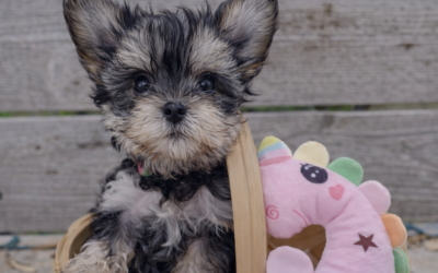 Peaches – Teacup Morkie Puppy