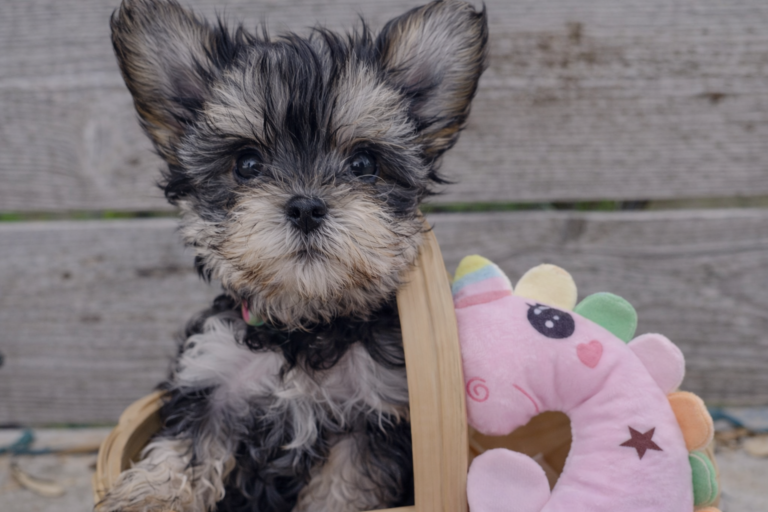 Peaches – Teacup Morkie Puppy