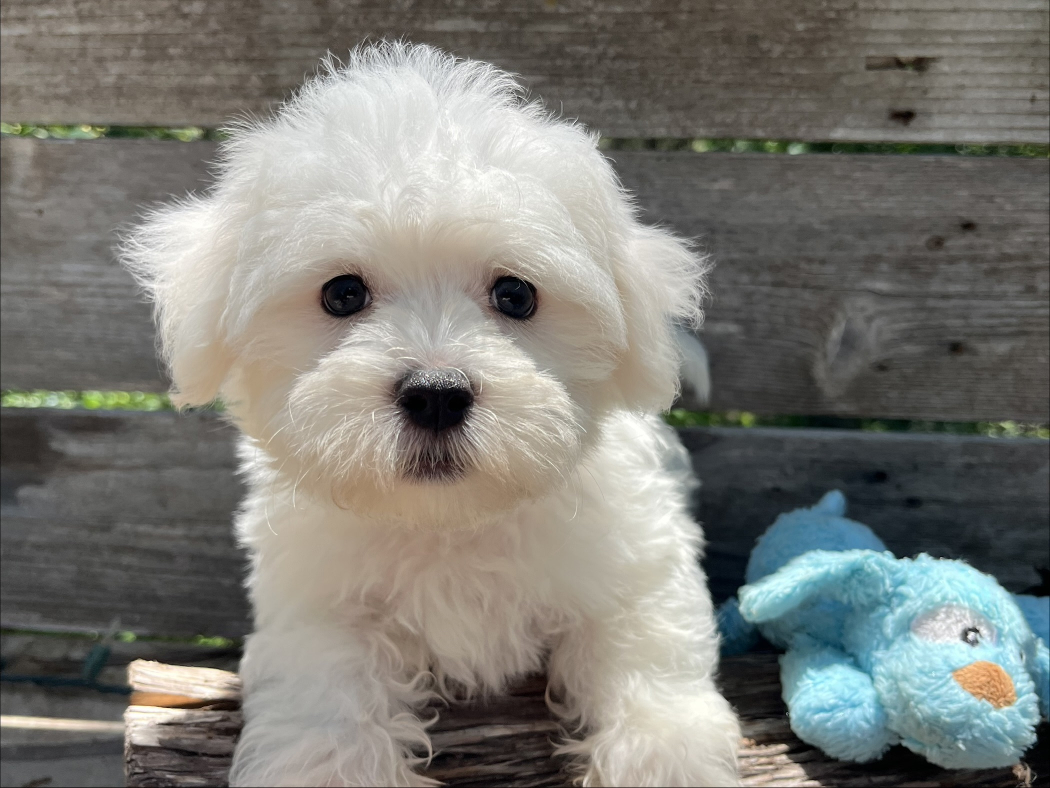 Beau – Maltese