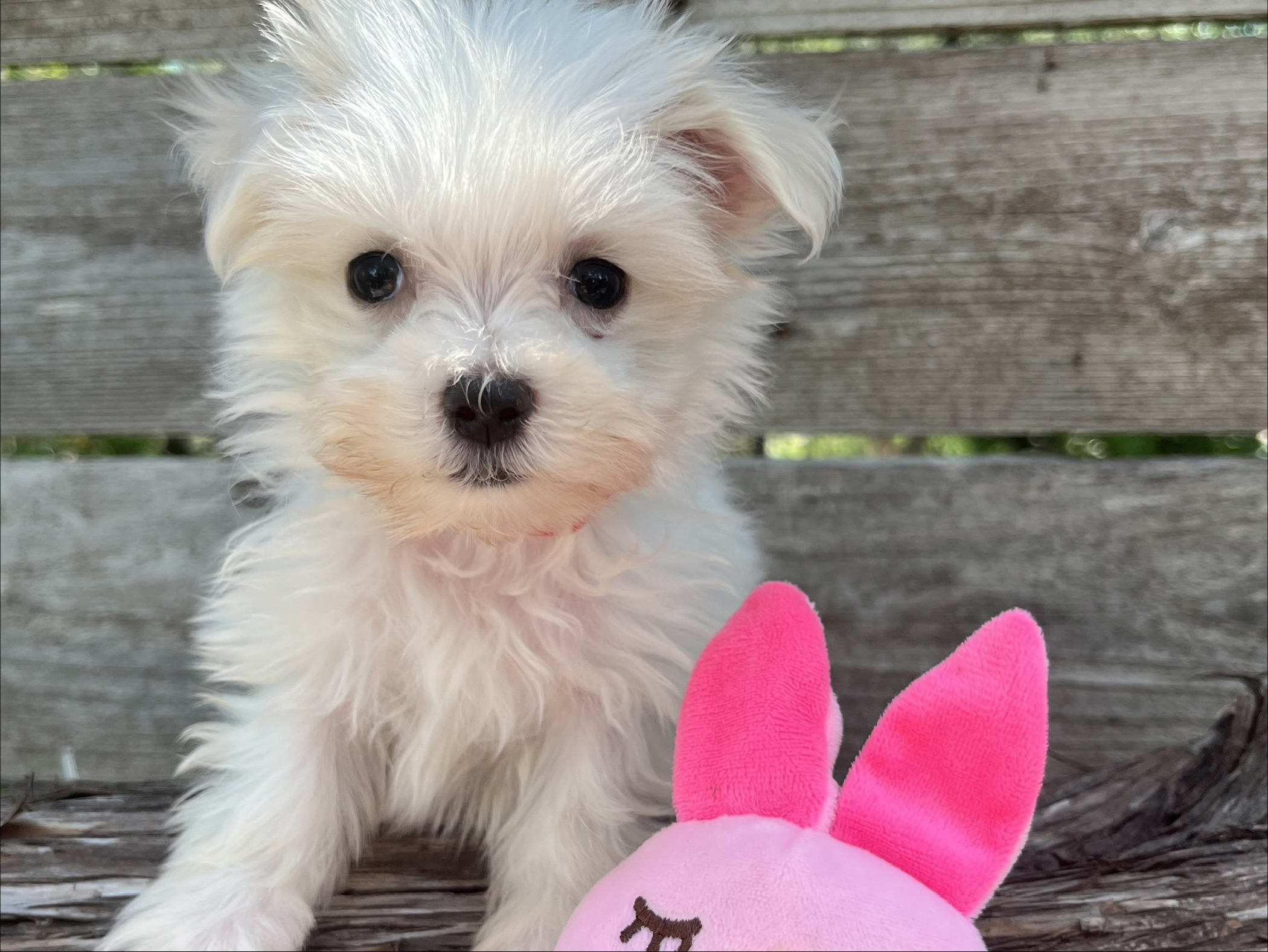 Teensie – Teacup Maltese