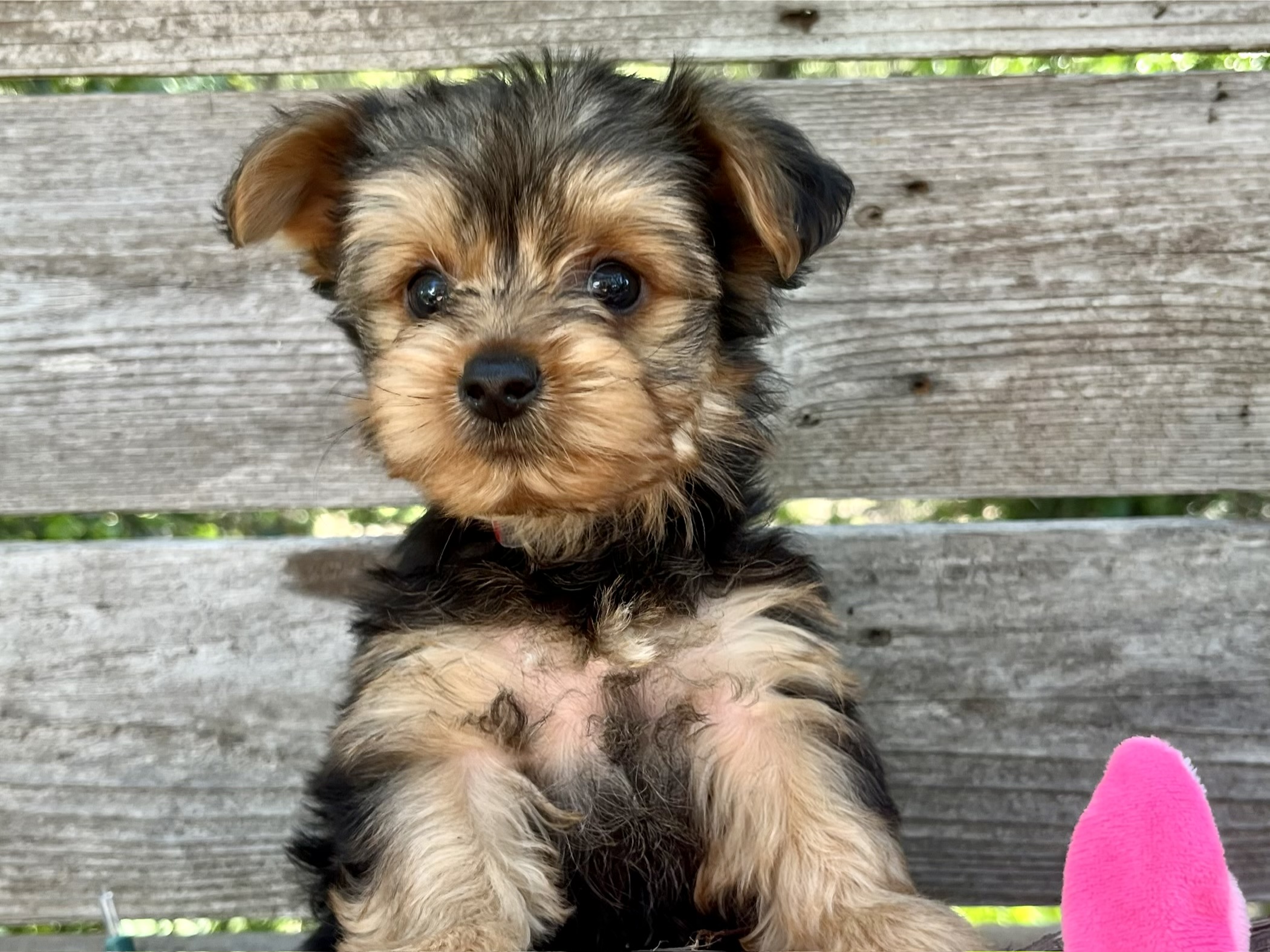 Sweetie – Yorkie