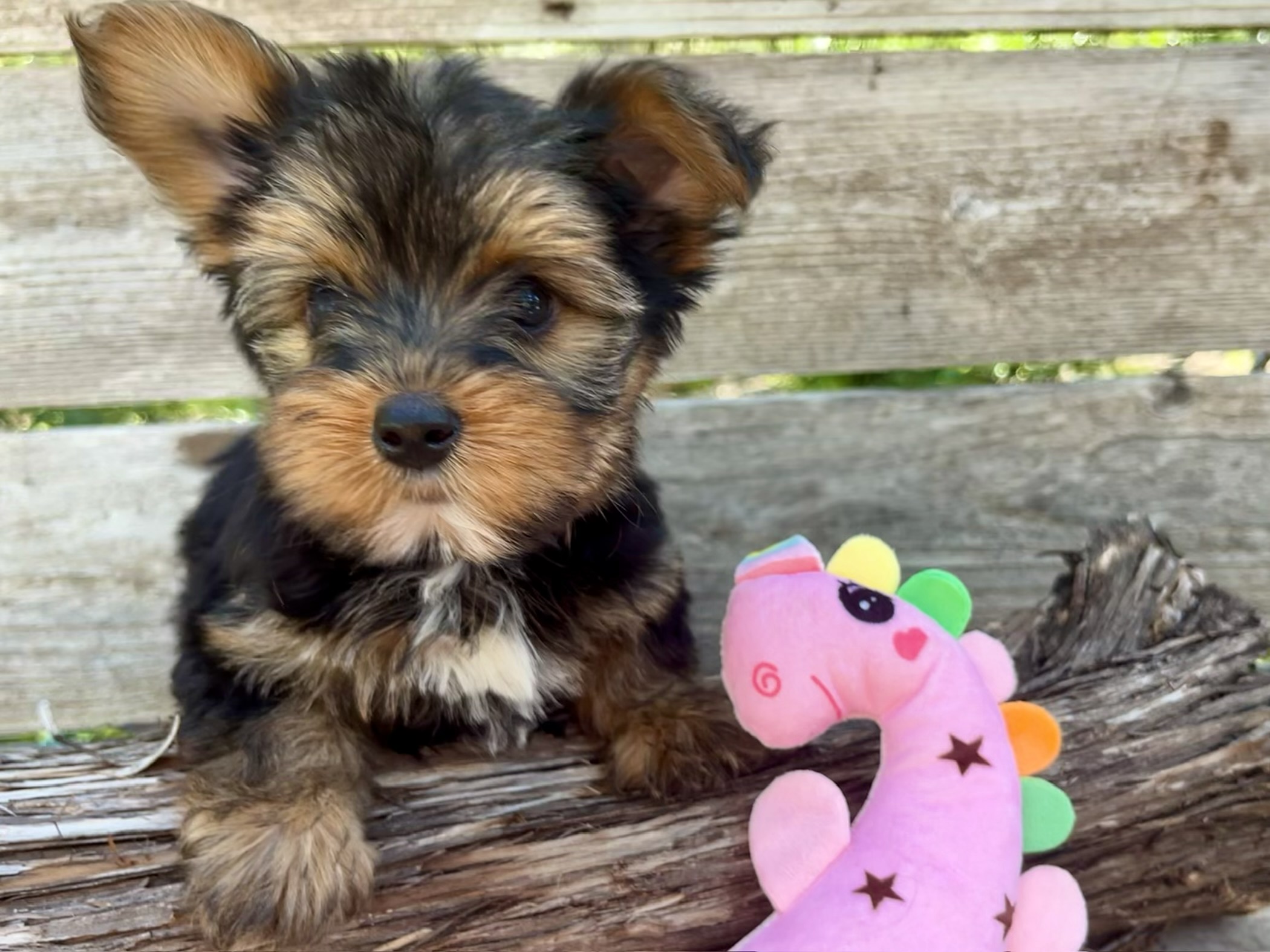 Peanut -Yorkie