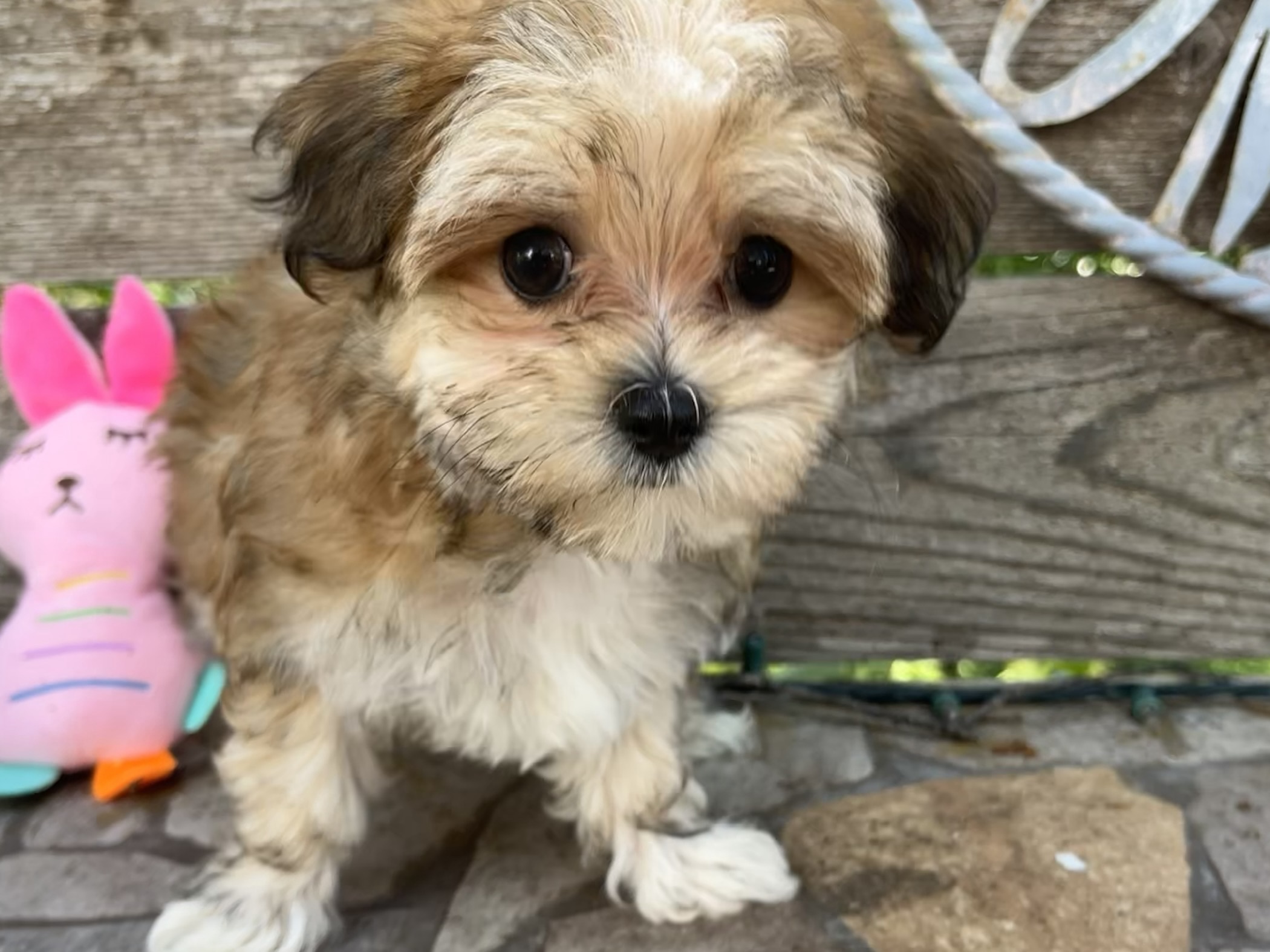 Ginger – Morkie