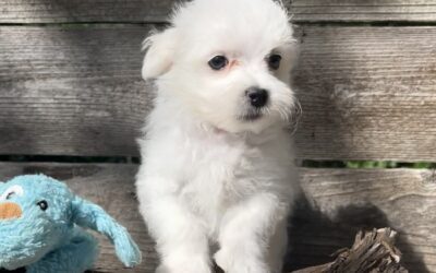 Bugsy – Maltese