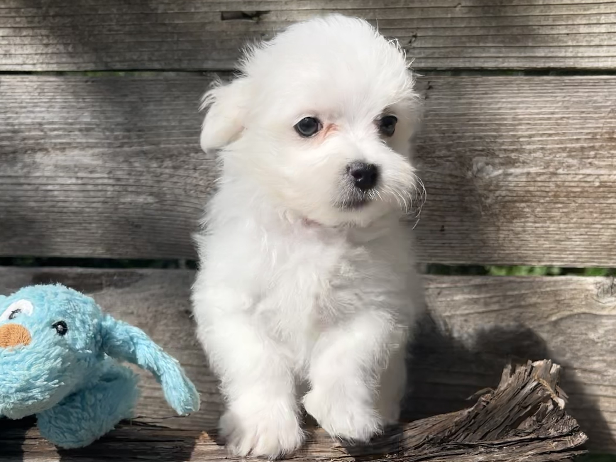 Bugsy – Maltese