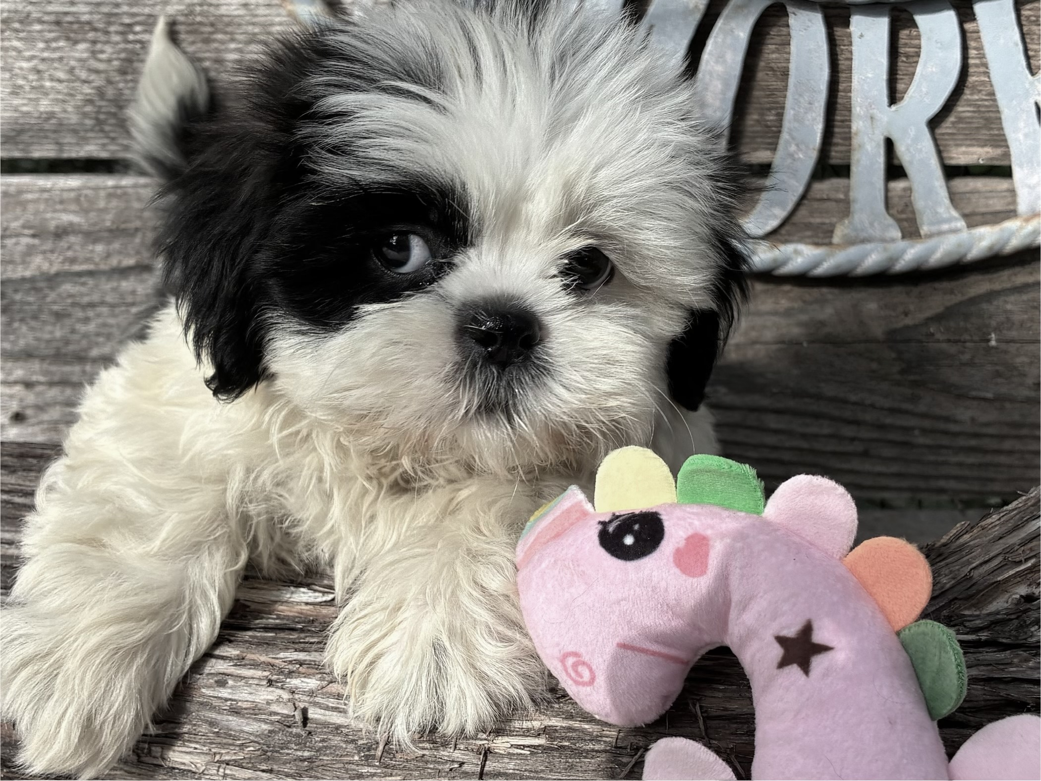 Patchie – Shih Tzu