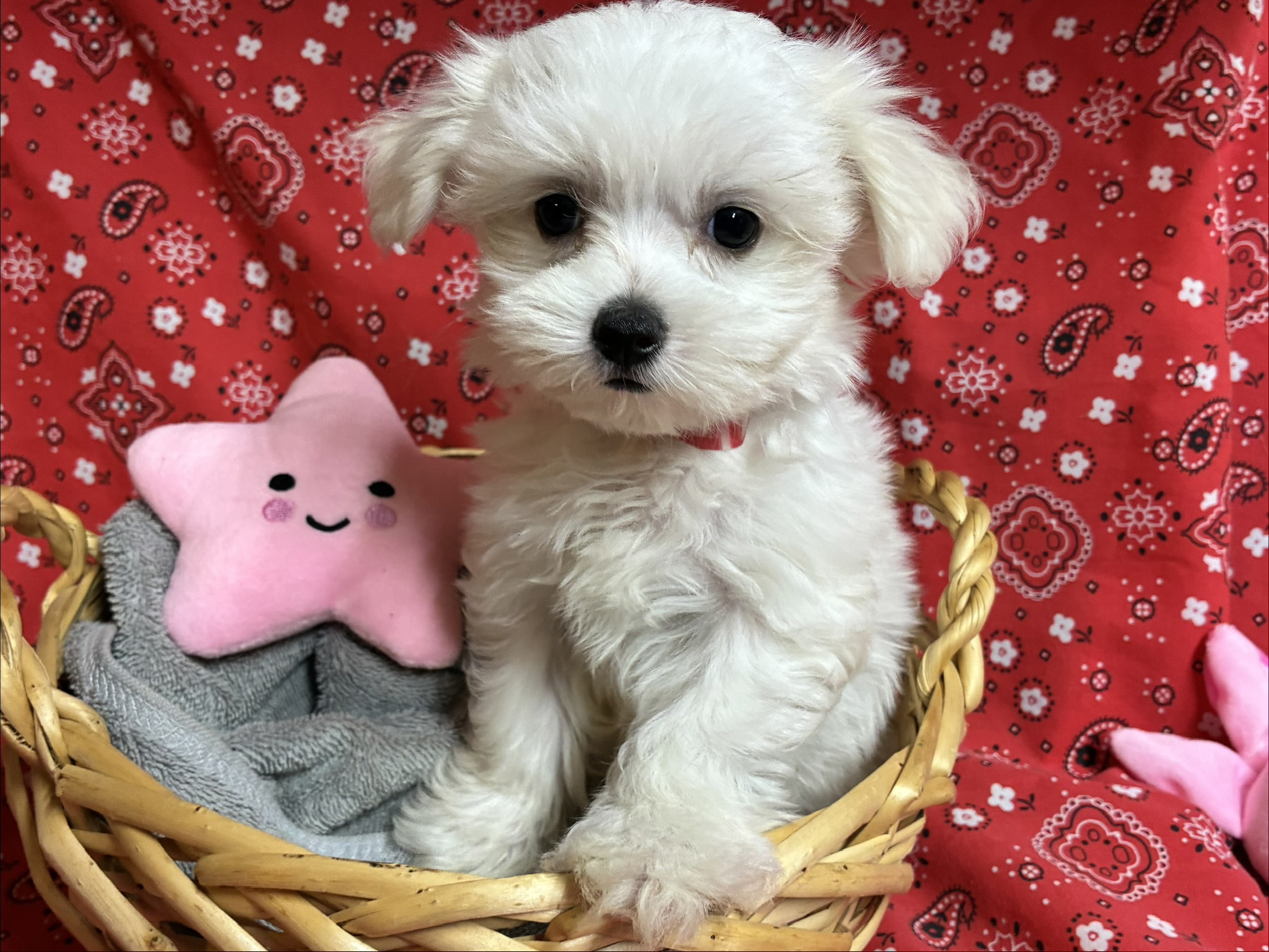 Birdie – Maltese