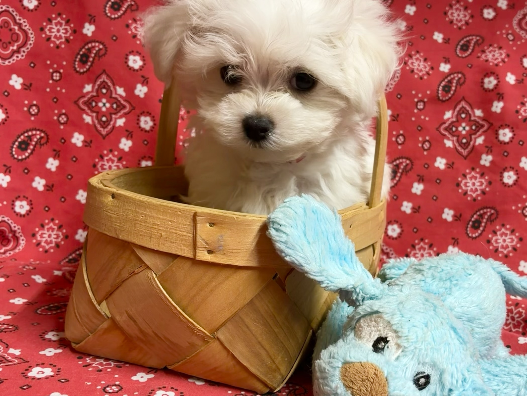 Louie – Maltese