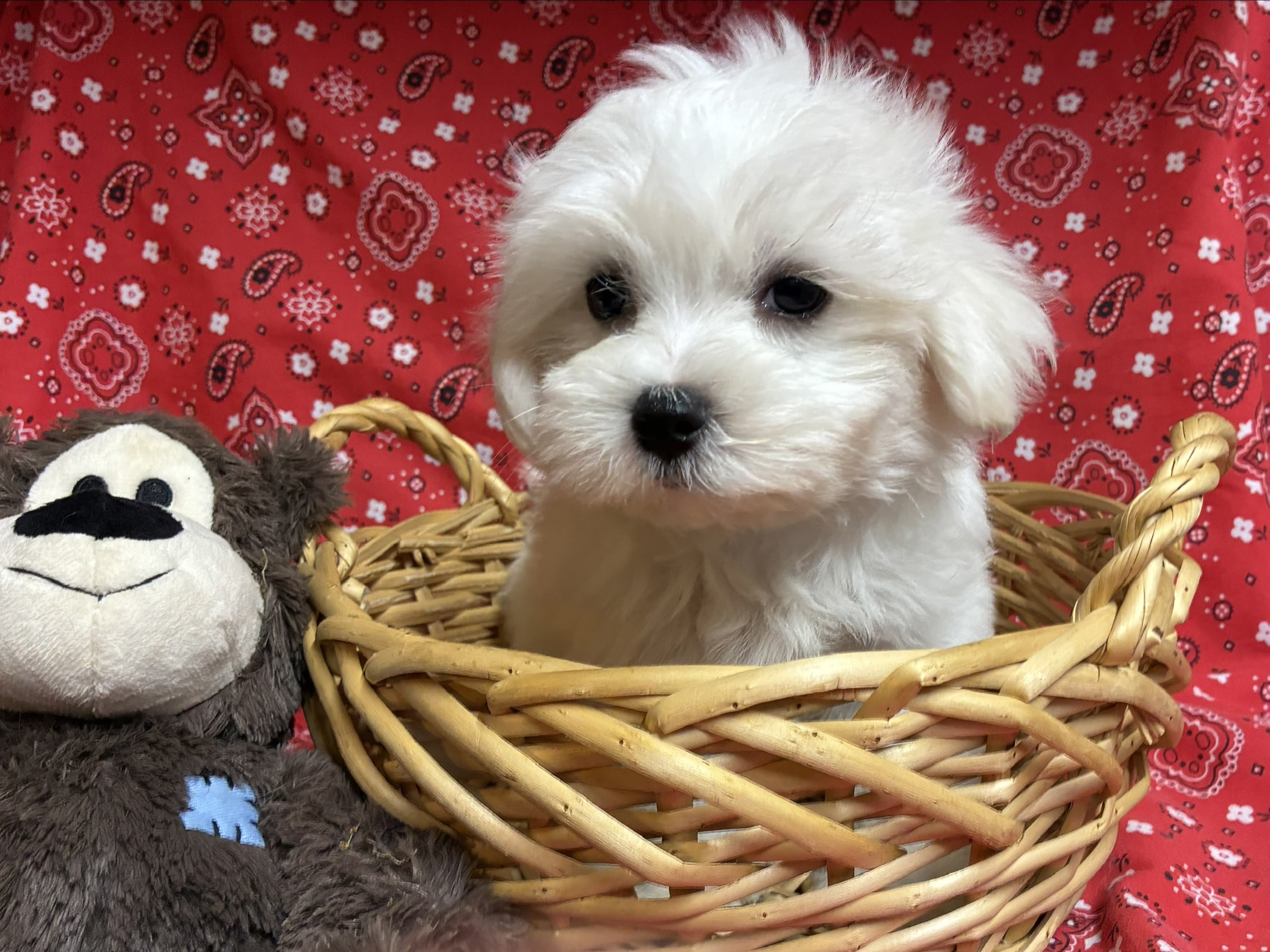 Oliver – Maltese